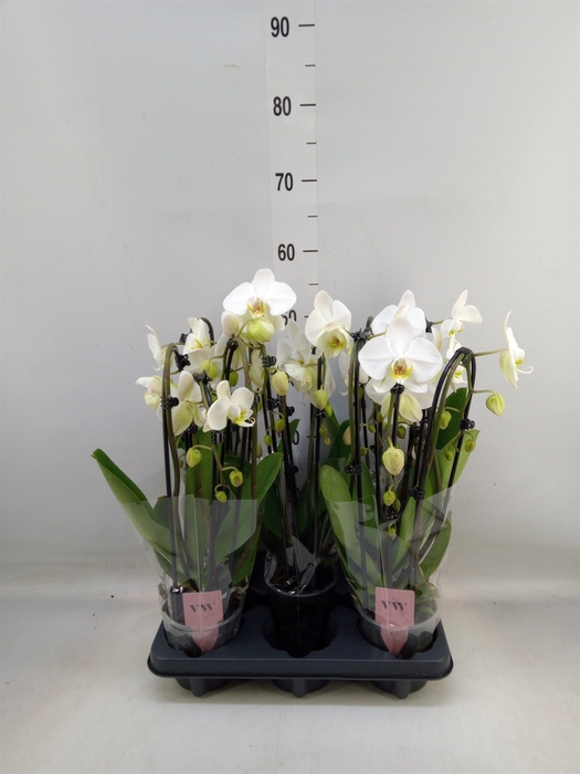 <h4>Phalaenopsis  'Elegant Cascade'</h4>