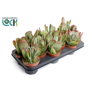 Kalanchoë Oricula