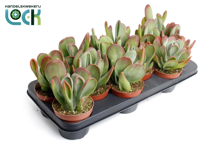 <h4>Kalanchoë Oricula</h4>