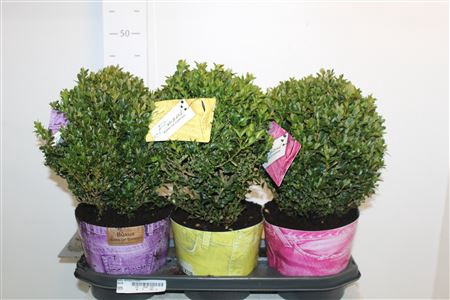 <h4>Buxu Sempervirens</h4>