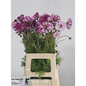 Cosmos Bipinnatus