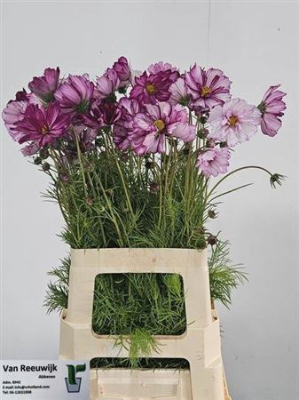 <h4>Cosmos Bipinnatus</h4>