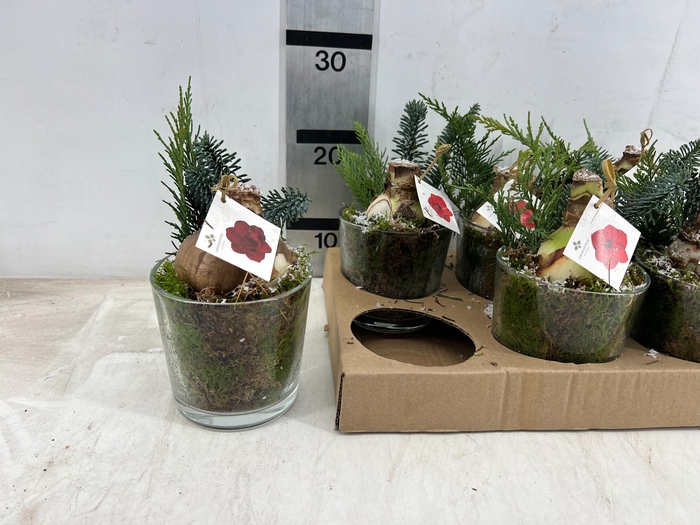 <h4>ARR HIPPEASTRUM</h4>