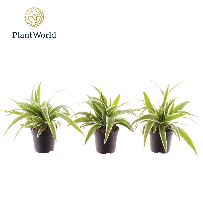 <h4>Chlorophytum Ocean 7 cm</h4>