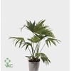 Chamaerops humilis TC Pot+ Schotel