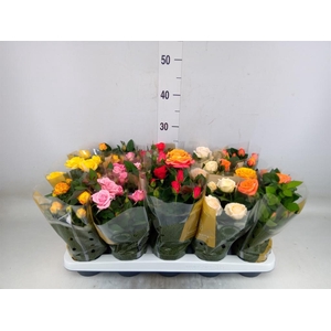 Rosa  'Kordana Grande'   ...mix