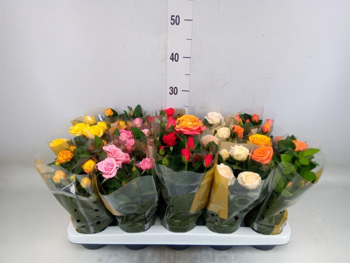 <h4>Rosa  'Kordana Grande'   ...mix</h4>