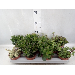 Crassula   ...mix