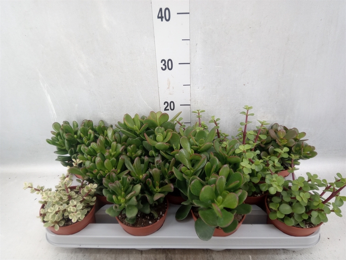 Crassula   ...mix