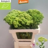 SEDUM HERBSTFREUDE NATURE FRIENDLY