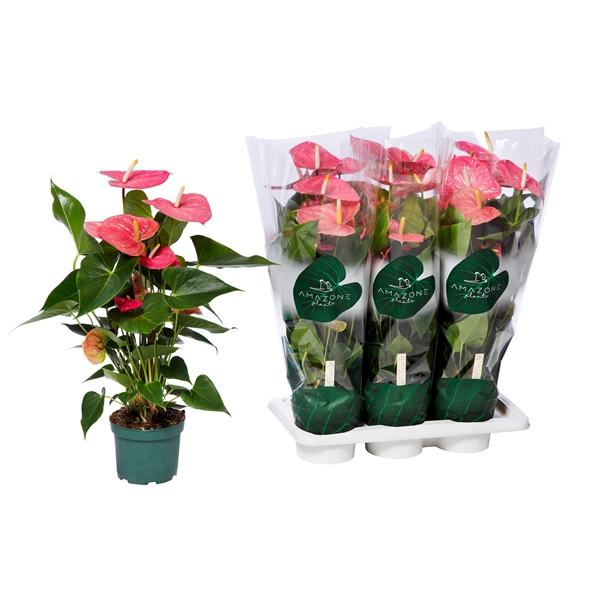 <h4>Anthurium Andreanum Grp Colorado</h4>