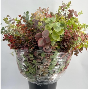 Euc. Stuartiana Autumn