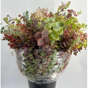 Euc. Stuartiana Autumn