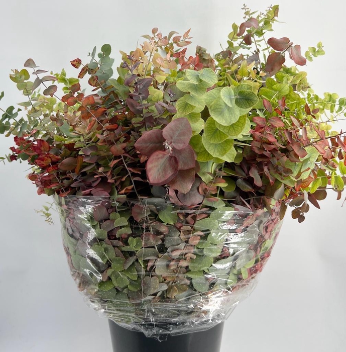 Euc. Stuartiana Autumn