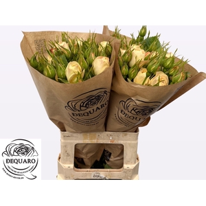 R TR CHAMPAGN ROKOKO