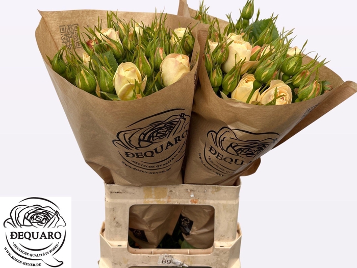 <h4>R TR CHAMPAGN ROKOKO</h4>