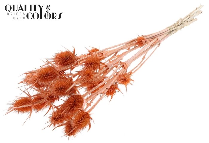 <h4>Droogbloemen   ...bewerkt H%</h4>
