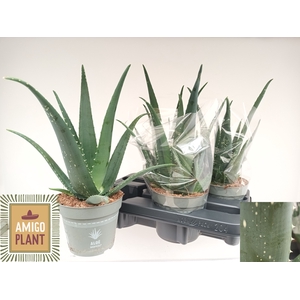 ALOE VERA