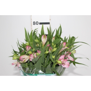 ALSTROEMERIA PAMELA 080 CM