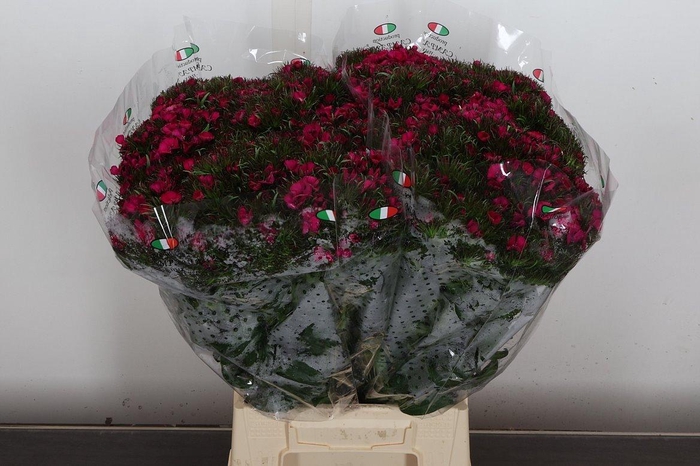 <h4>Di Barb Hot Pink</h4>