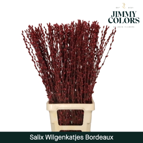 Salix Katjes L90 Klbh. Bordeaux