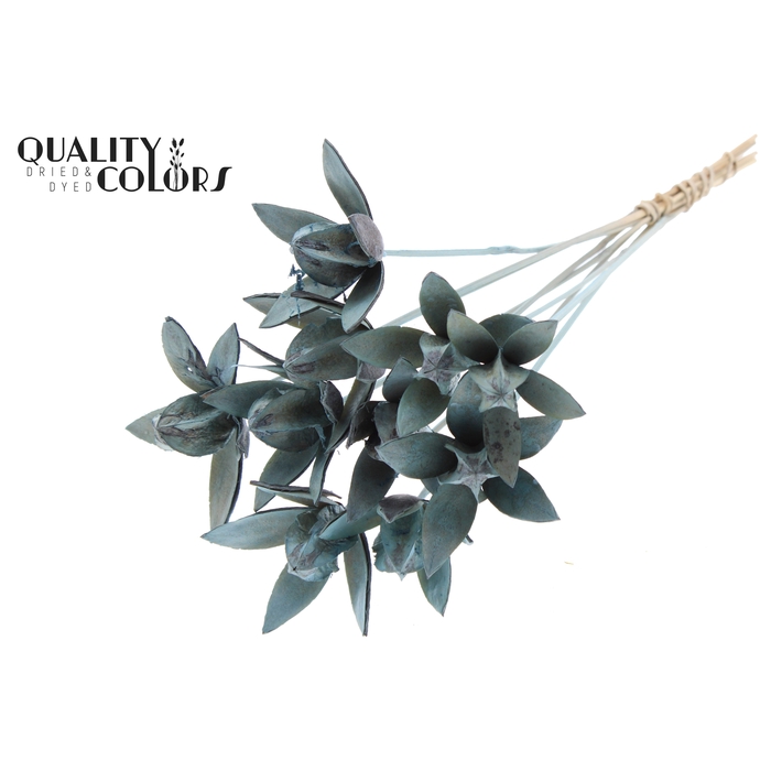 <h4>Wild Lilly on stem Frosted Light Blue</h4>