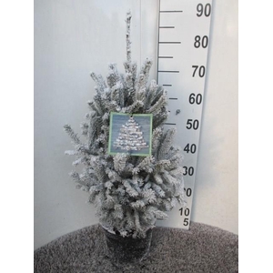 Picea Gl Super Green