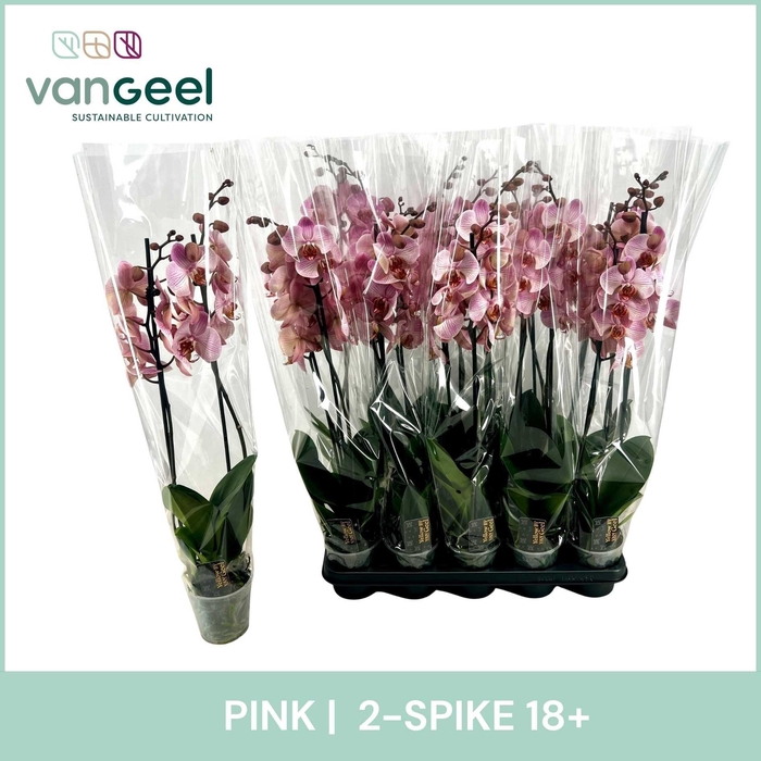 <h4>PHAL OV ROZE</h4>