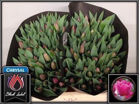 <h4>Tu En Barcelona</h4>