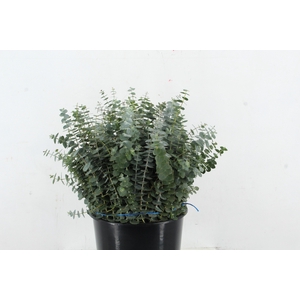 EUC BABY BLUE 200GR SHORT