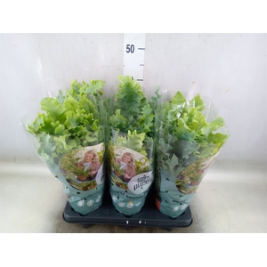 Phlebodium aureum 'Davana'