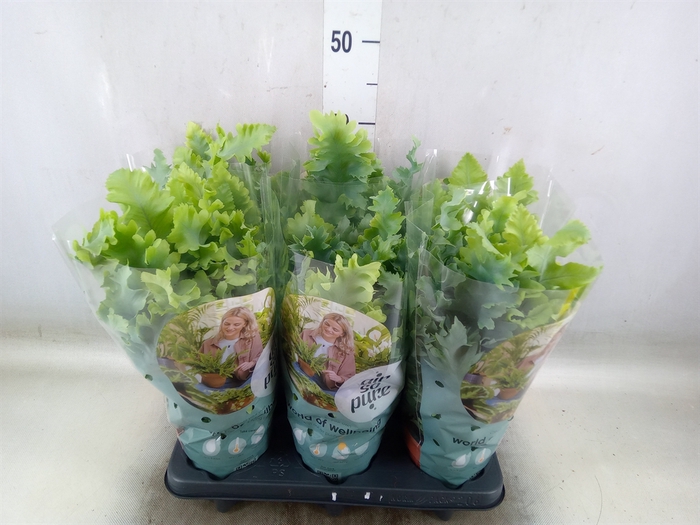 <h4>Phlebodium aureum 'Davana'</h4>