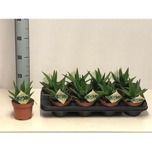 ALOE PERFOLIATA