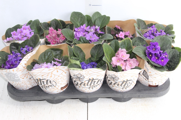 <h4>VIOLETA P11</h4>