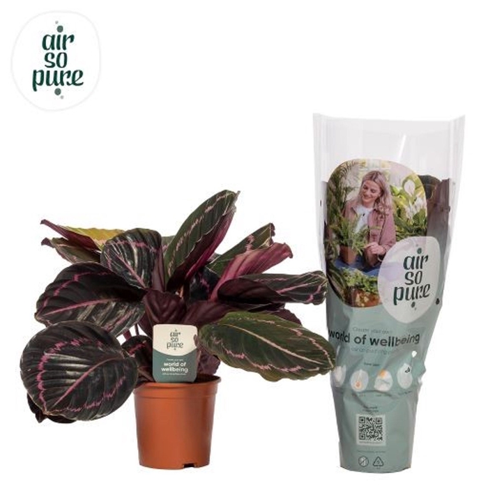 <h4>Calathea roseapicta Dottie</h4>