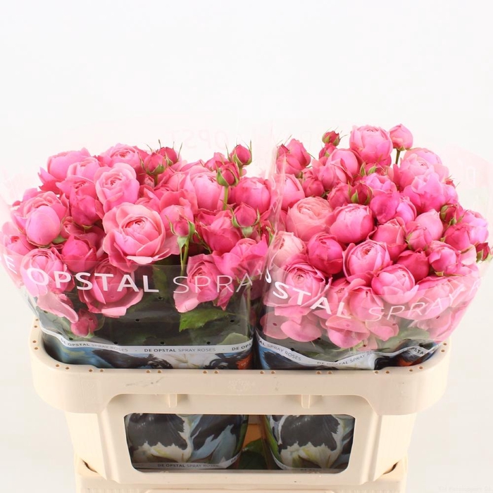 <h4>R tr Silva Pink+</h4>