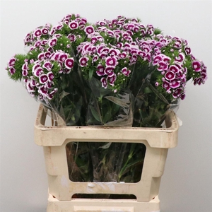 Di Barb Bicolor Purple