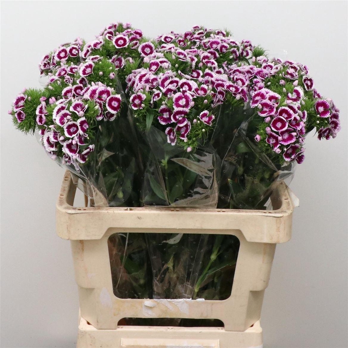 <h4>Di Barb Bicolor Purple</h4>