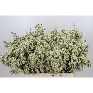 CHAME IVORY PEARL