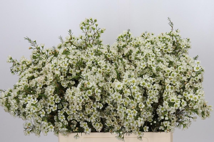 <h4>CHAME IVORY PEARL</h4>