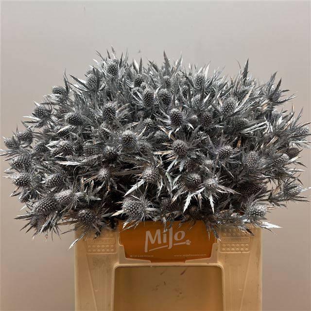 <h4>ERYN PL OV KLB H%</h4>