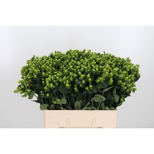 Hyp Mag Green Reviva