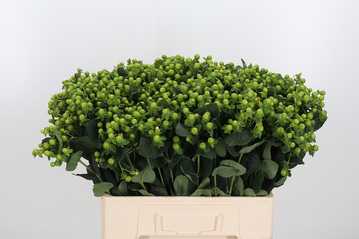 <h4>Hyp Mag Green Reviva</h4>