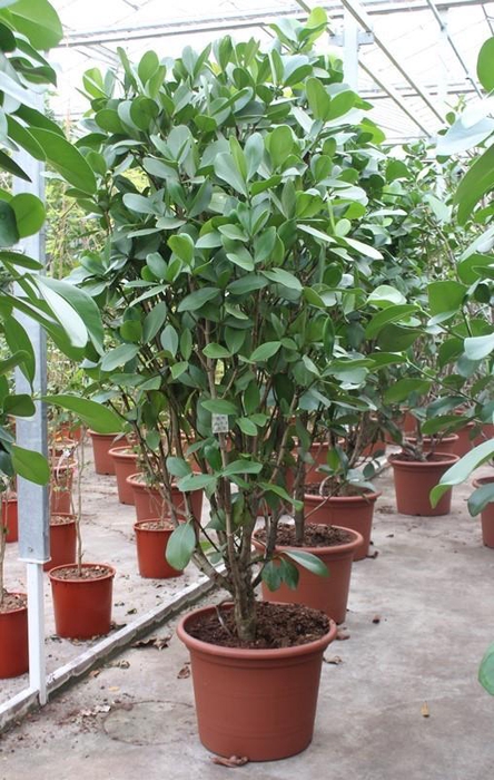 <h4>Clusia rosea</h4>