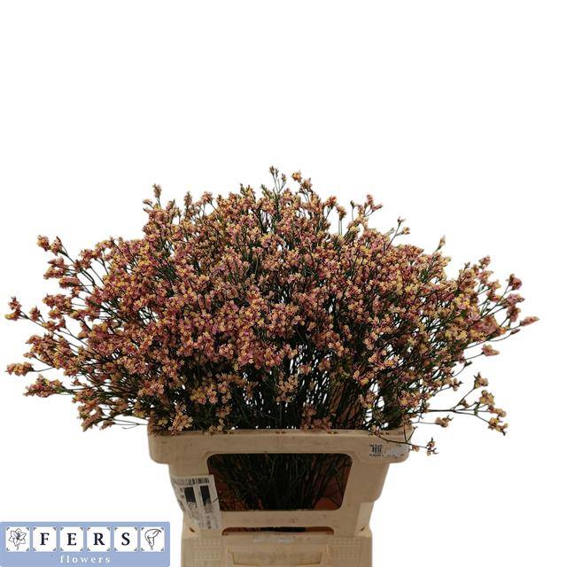 <h4>Limonium Inca Diamond Fers Flowers</h4>