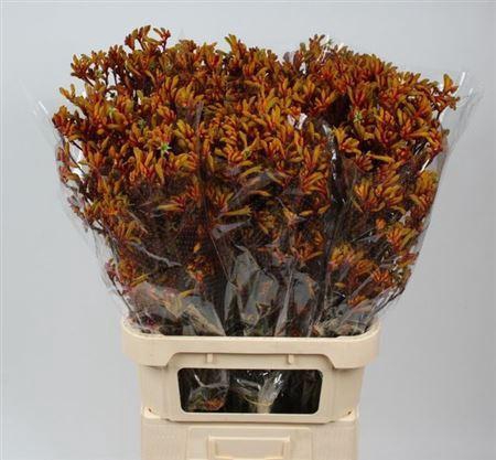 <h4>Anigoz Gold Fever</h4>