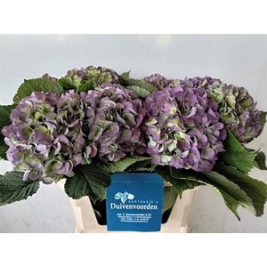 Hydr M Ch Verena Bl Cl