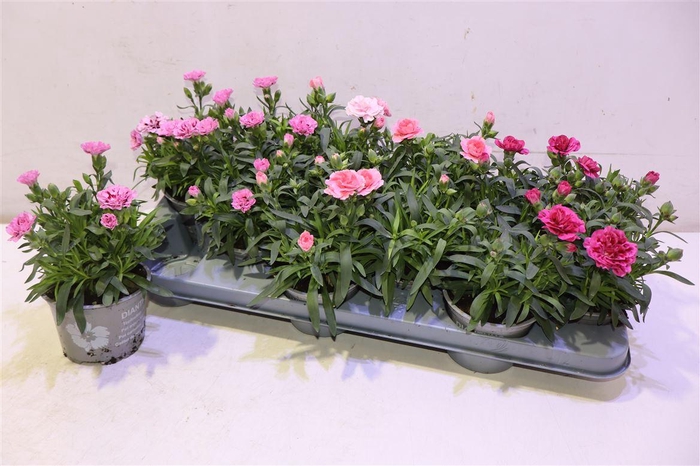 <h4>arr8 Dian Osc Gem</h4>