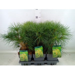 Pinus strobus