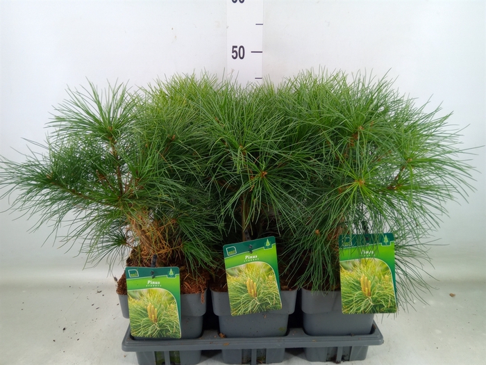 <h4>Pinus strobus</h4>